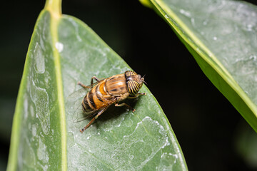 mosca tigre
