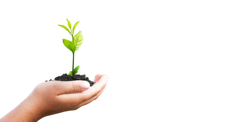 World environment day concept:  hand holding small plant isolated on white background
