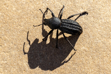 Close up of Black Weevil beetle