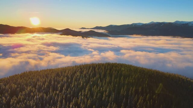 Aerial view of vibrant sunrise over Carpathian mountain hills covered with evergreen spruce forest in autumn.