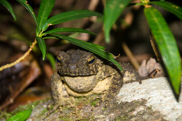Giant jungle toad or River Toad , Asian giant toad (Phrynoidis aspera), wildlife,Thailand