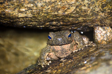 Giant jungle toad or River Toad , Asian giant toad (Phrynoidis aspera), wildlife,Thailand