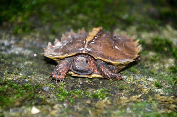 Spiny turtle (Heosemys spinosa)  on the rock with green moss.