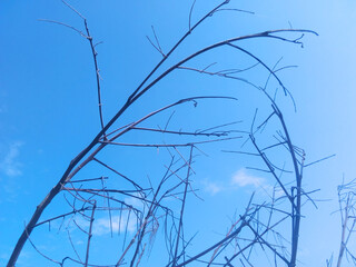 branches of a tree and sky