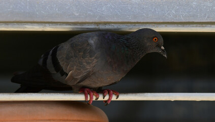 Pigeon looking out while perched on a window grill