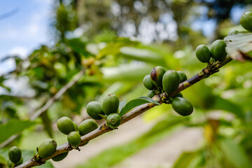 Green coffee beans in branch