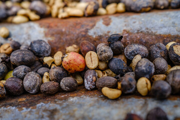 Coffee bean drying