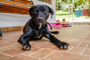 Black lab looking at the camera