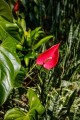 Red flower