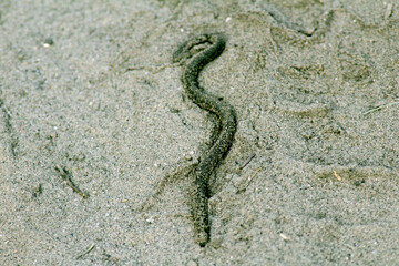 snake in the sand