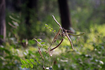 spider on a leaf