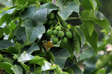 green figs on tree