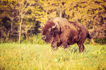 American bison in park