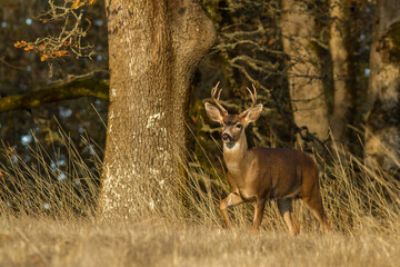 blacktail deer alertly walking in oak trees