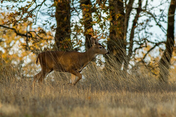 oregon blacktail buck walking the forest edge