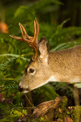 blacktail buck walking in ferns