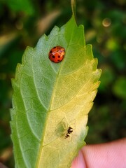 ladybug and spider on a leaf in the morning