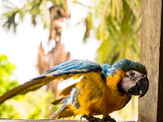 Blue and gold macaw parrot side on, spreading it's wings.