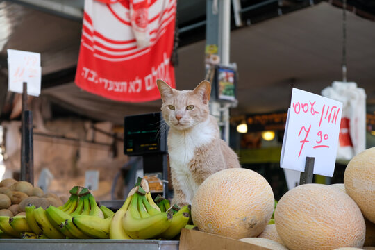 A tabby cat helping its owner to sell fruits in Camel market, Tel-Aviv Israel.
