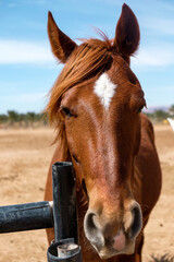 Portrait of a brown horse on the field.