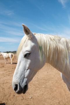 Portrait of a white horse on the field.