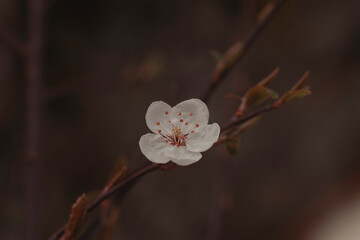 cherry blossom