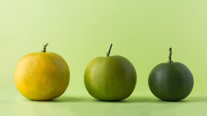 sour orange or bitter orange, also called seville, bigrade or marmalade orange, high vitamin C citrus fruit isolated on a light green background