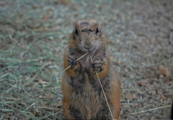 Cute black tail prairie dog eating grass. Close Up of Black-tailed prairie dog (Cynomys ludovicianus) Standing on the ground	