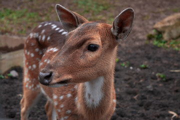 Fototapeta premium Close-up of a deer at the zoo. Portrait of majestic red deer stag in Autumn Fall 