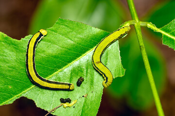 Closeup green mottled emigrant caterpillar on leaf.