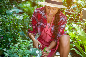 Young Asian woman caring for plants in a small garden . Holding a potted white hydrangea plant watering flower pots. Sitting on knees in the walkway between plants. Lifestyle joy happy freedom day.