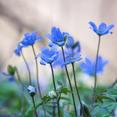 Forest flowers close-up, with a blurred background.