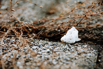 Closeup shot of thrown chewing gum on the street