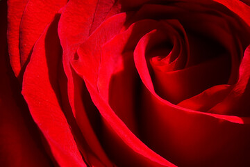 Macro closeup of a red rose