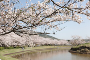 春の茨城県、つくば大池の風景