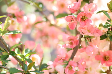 ピンク色のボケの花
