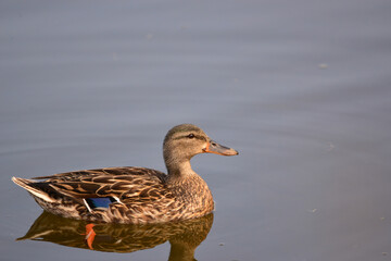 Mallard Ducks in the intertidal zone of Peñasquitos Creek in San Diego, California