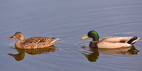 Mallard Ducks in the intertidal zone of Peñasquitos Creek in San Diego, California