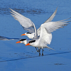 Fototapeta na wymiar Elegant Terns on the Pacific Coast near San Diego, California