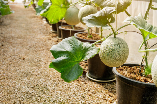 Close up of fresh musk melon or netted melon growing at the greenhouse