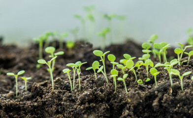 spring. GREEN SPROUTS ON THE GROUND. NEW LIFE