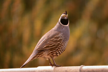 California Quail (Callipepla califonica)