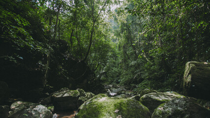 River in the forest.