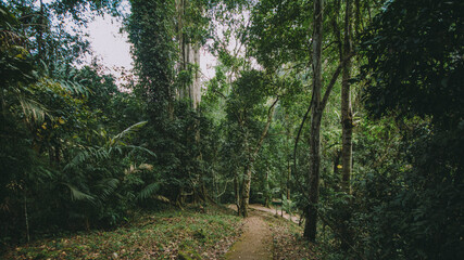 River in the forest.