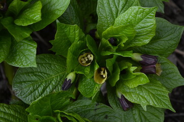 Flowering Scopolia carniolica plants with purple flowers in spring forest