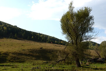 Surroundings of the taiga village of Generalka in the mountains of the Altai Territory. Western Siberia