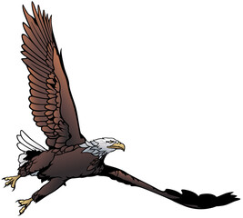 Flying Bald Eagle as Colored Hand Drawn Illustration Isolated on White Background, Vector Graphic