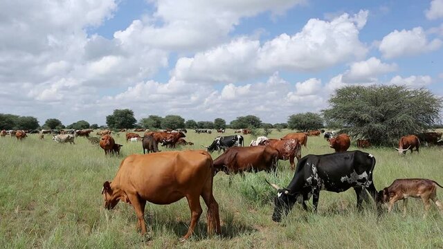 Herd of free-range cattle grazing in grassland on a rural farm, South Africa