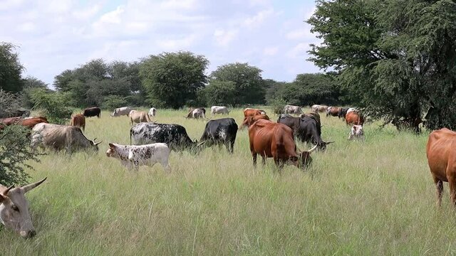 Herd of free-range cattle grazing in grassland on a rural farm, South Africa