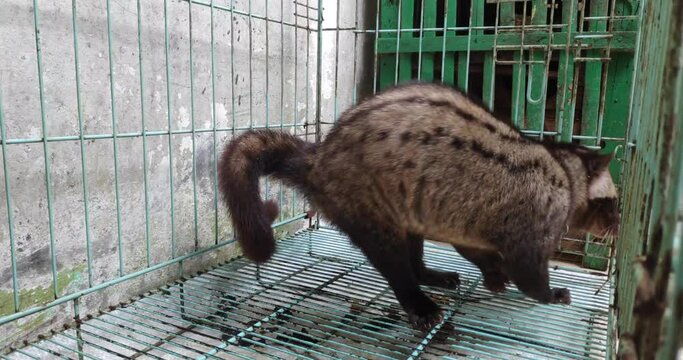 Asian fragrant pandanus civets are kept in cages in coffee plantations